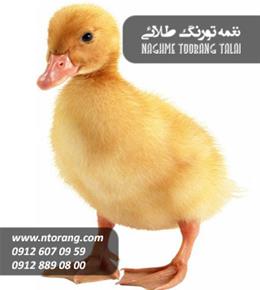 جوجه اردک یک روزه